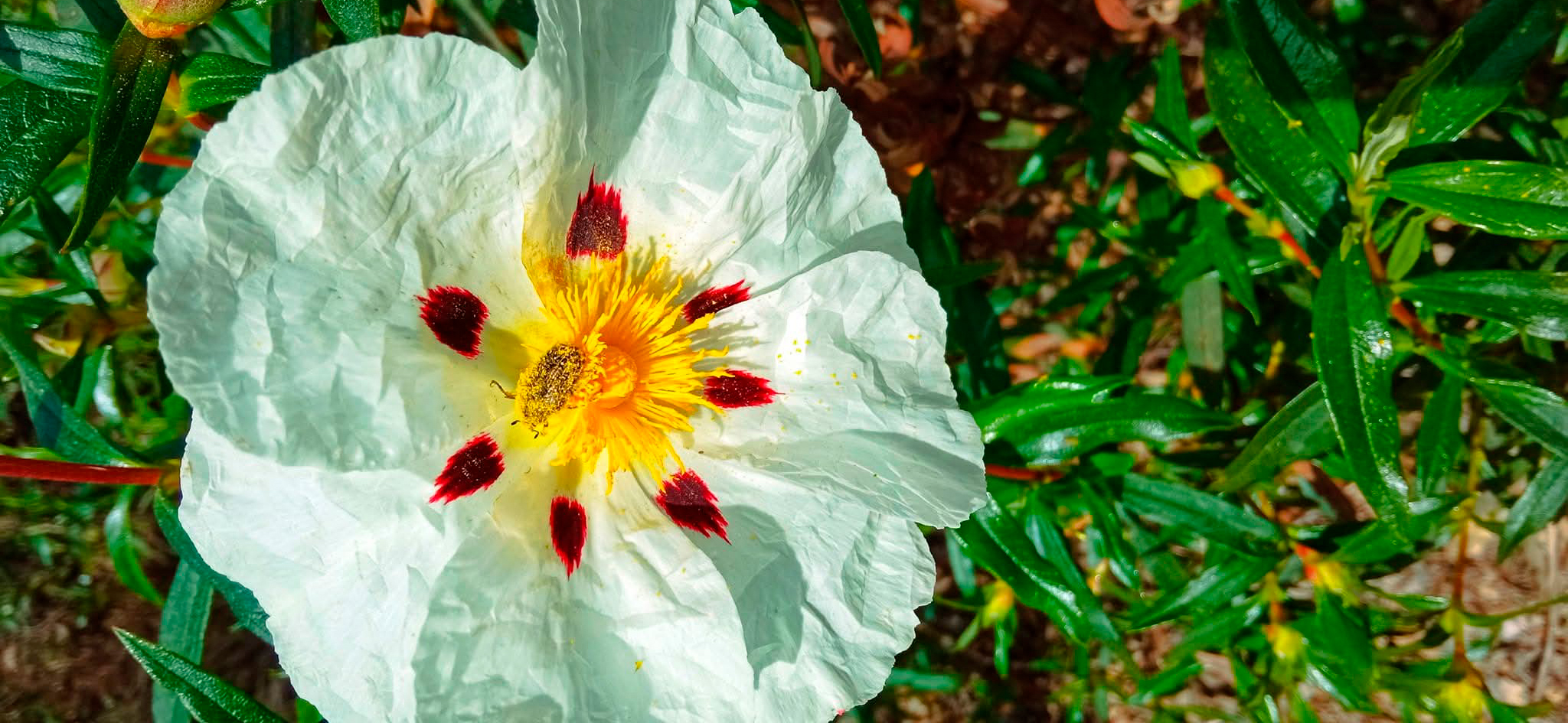flor blanca consulta araceli vazquez irun - Araceli Vázquez Psicóloga en Irún Flor blanca con detalles rojos y amarillos en un entorno natural, simbolizando la diversidad y el crecimiento personal en la consulta de Araceli Vázquez en Irún